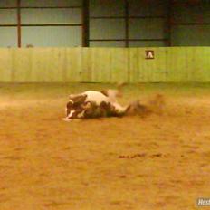 Anden særlig race Zenta 