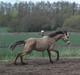 Welsh Partbred (Sec F) Daugaards Magnifique