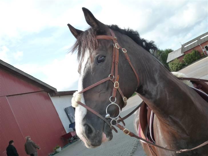 Oldenborg Højbodals Miki - smuksakken  billede 3