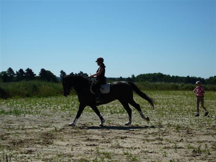 Oldenborg Højbodals Miki - Fuld galop på volte billede 5