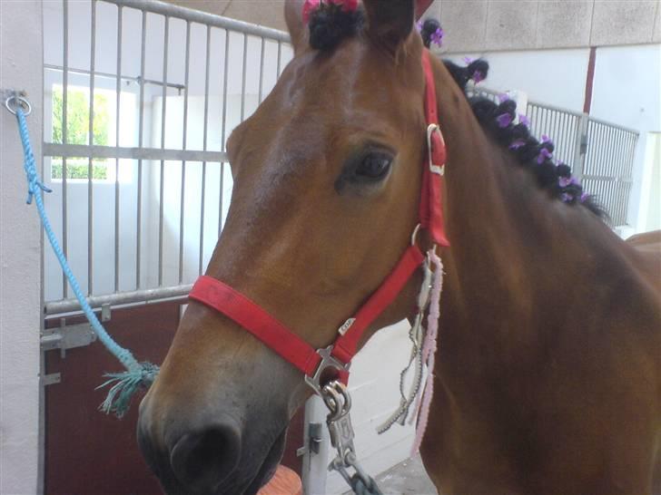 Dansk Varmblod Pyrussander Elevhest - Til strilekonkurance, han var bare så fin :I <3 billede 1