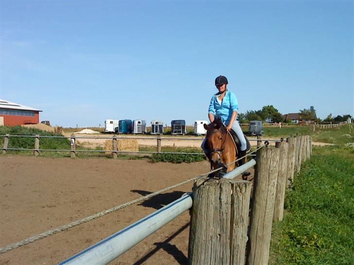 Dansk Varmblod Pyrussander Elevhest - En rigtig dejlig sommerdag med Pylle xD <3 låff you billede 2