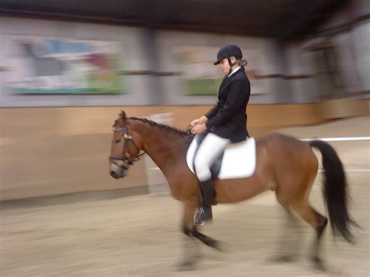 Dansk Varmblod Pyrussander Elevhest - Opvarming :) billede 4