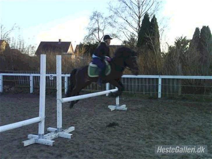 Hollandsk Sportspony Nortan *sendt tilbage* - kopiret billede 18