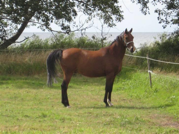 Arabisk fuldblod (OX) Bojkij OX billede 1