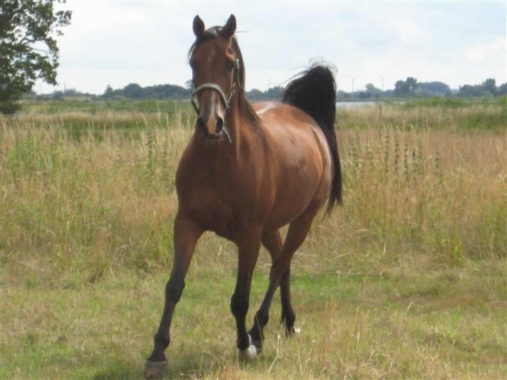 Arabisk fuldblod (OX) Bojkij OX billede 2