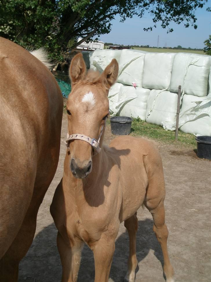 Palomino Østrupgårds Vanilla - Er du nu der igen med det kamera? billede 4