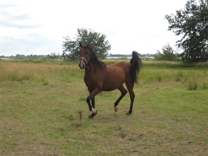 Arabisk fuldblod (OX) Bojkij OX billede 3