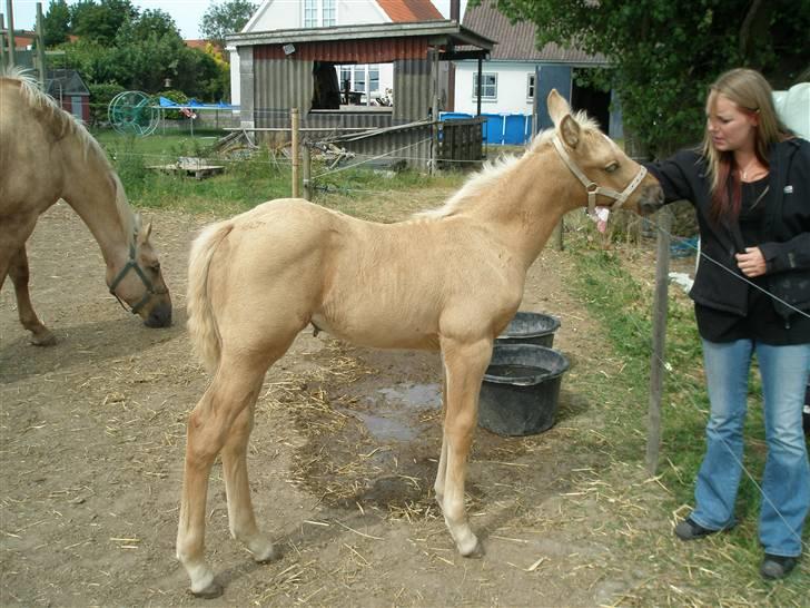 Palomino Østrupgårds Vanilla - 5 uger billede 5