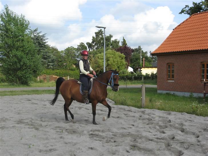 Arabisk fuldblod (OX) Bojkij OX billede 4