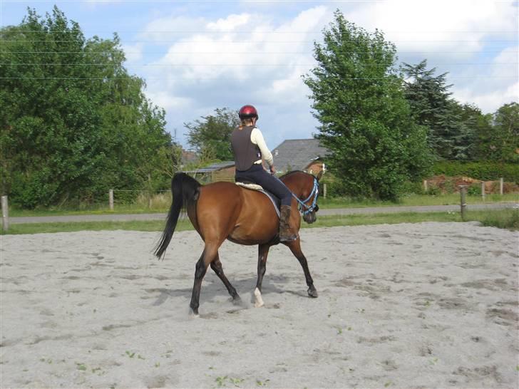 Arabisk fuldblod (OX) Bojkij OX billede 5