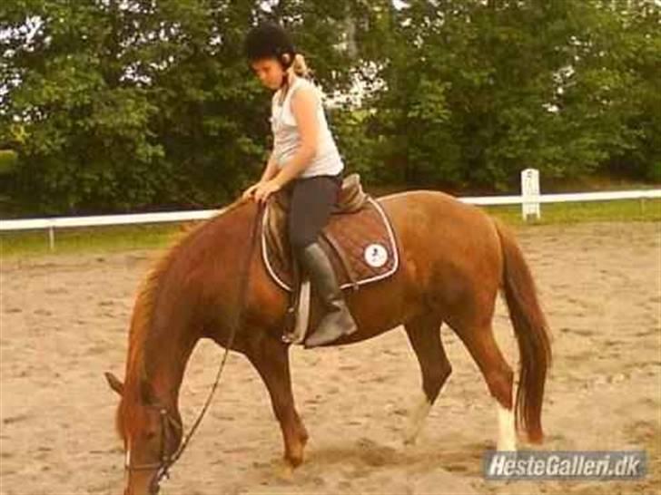 DSP Papaya. billede 12