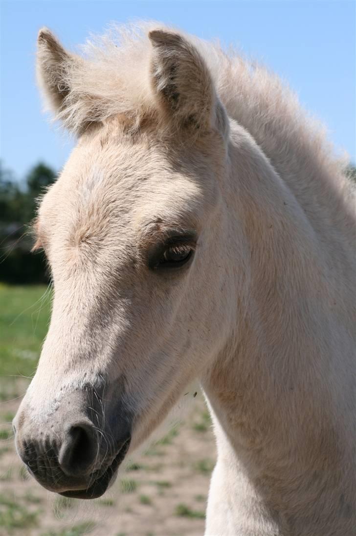 Fjordhest Calle Frølunde billede 1