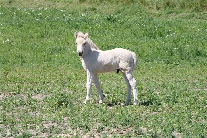 Fjordhest Calle Frølunde billede 2