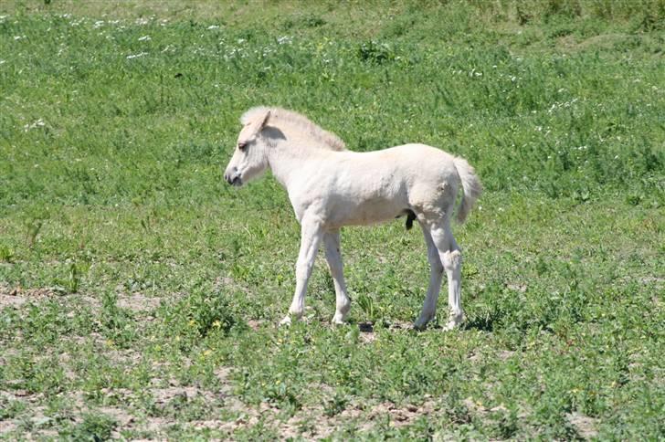 Fjordhest Calle Frølunde billede 3