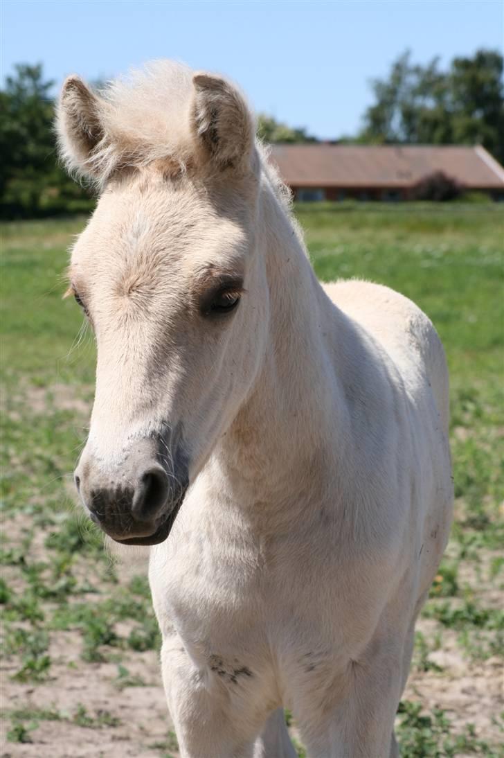 Fjordhest Calle Frølunde billede 4