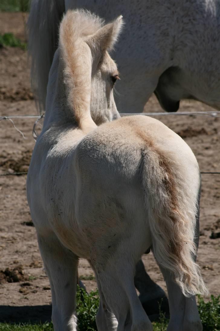 Fjordhest Calle Frølunde billede 5