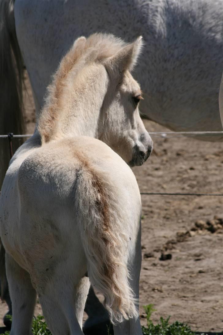 Fjordhest Calle Frølunde billede 6
