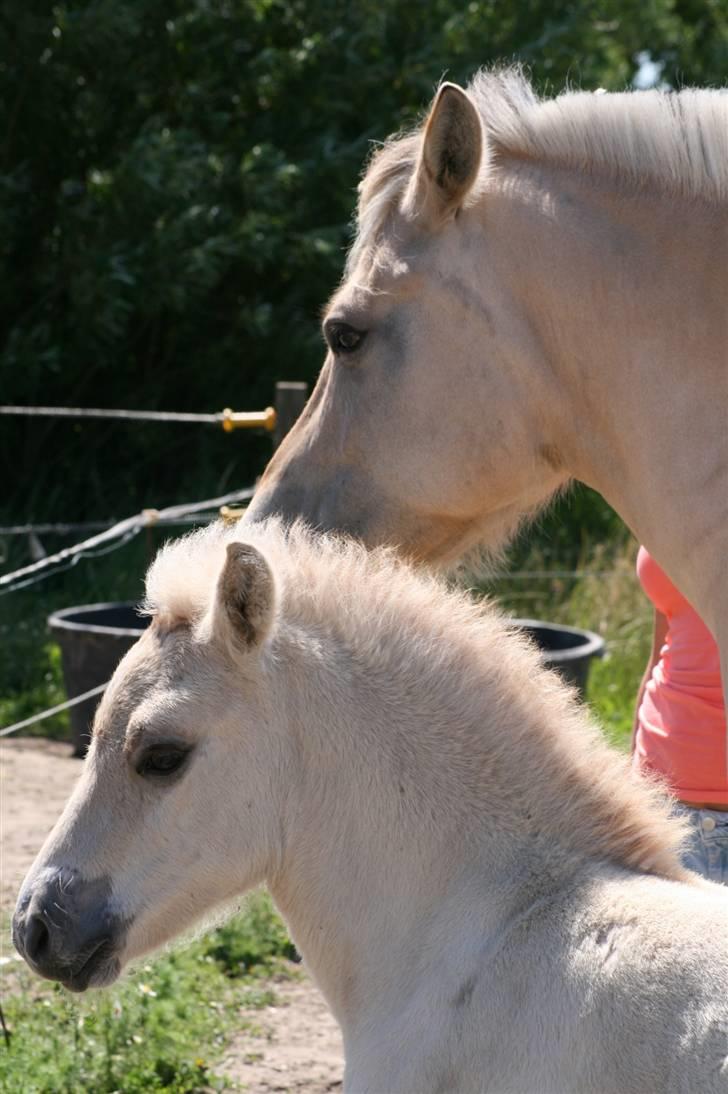Fjordhest Calle Frølunde billede 7