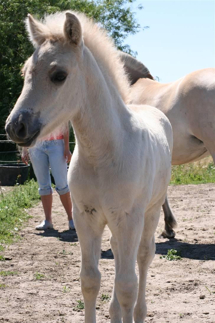 Fjordhest Calle Frølunde billede 8
