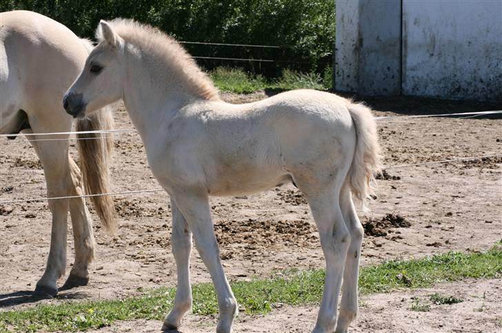 Fjordhest Calle Frølunde billede 9