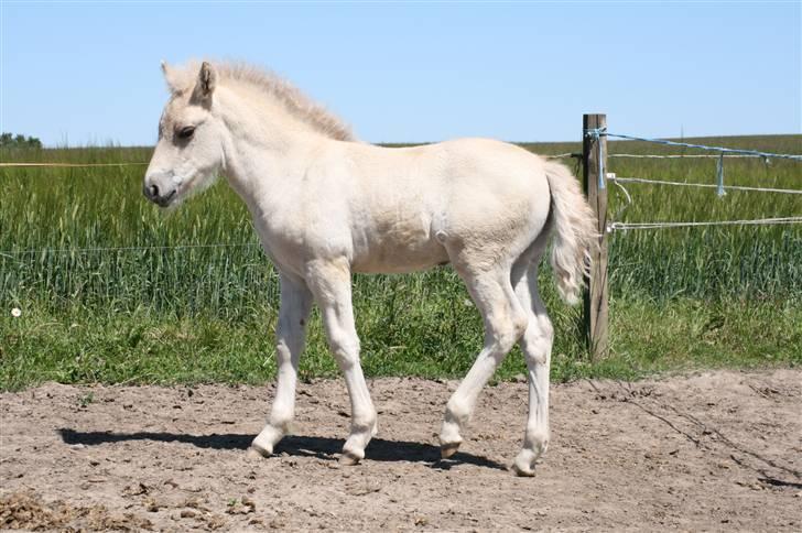 Fjordhest Calle Frølunde billede 10