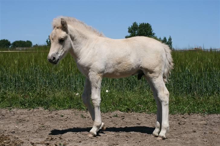 Fjordhest Calle Frølunde billede 11