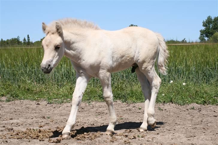 Fjordhest Calle Frølunde billede 12