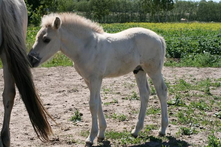 Fjordhest Calle Frølunde billede 13