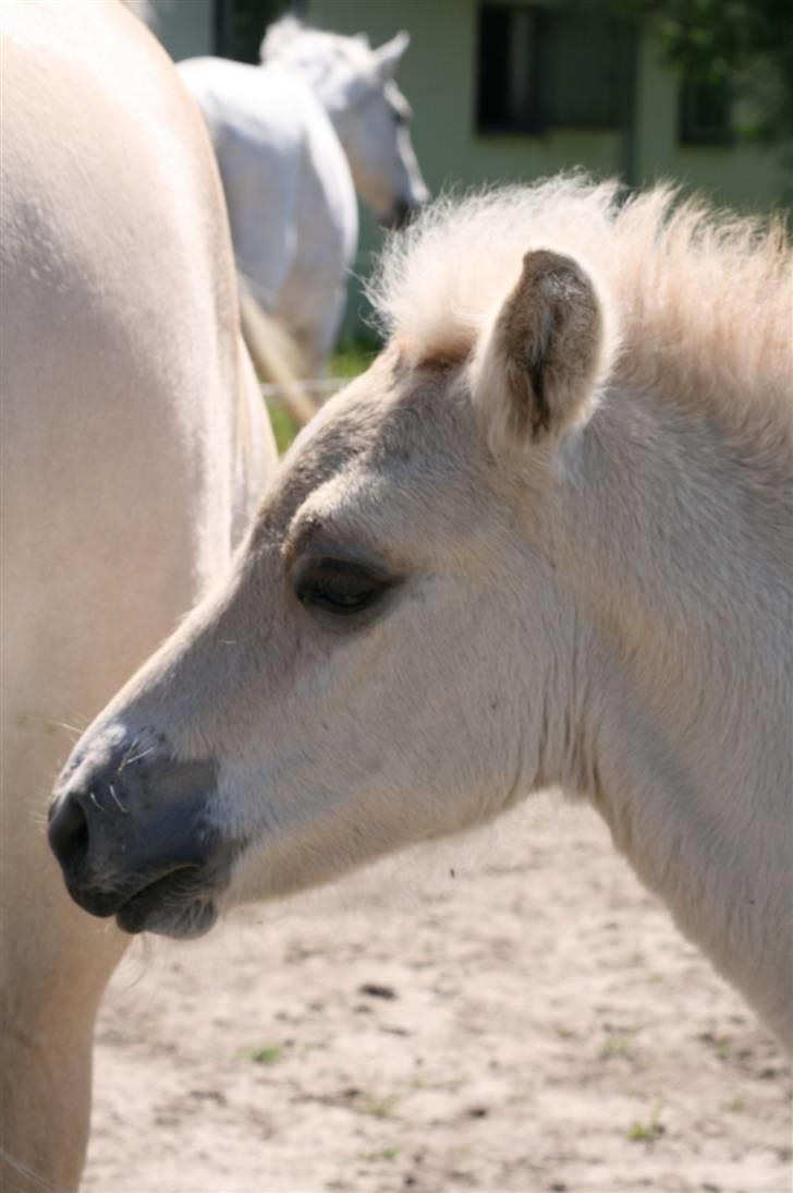 Fjordhest Calle Frølunde billede 14