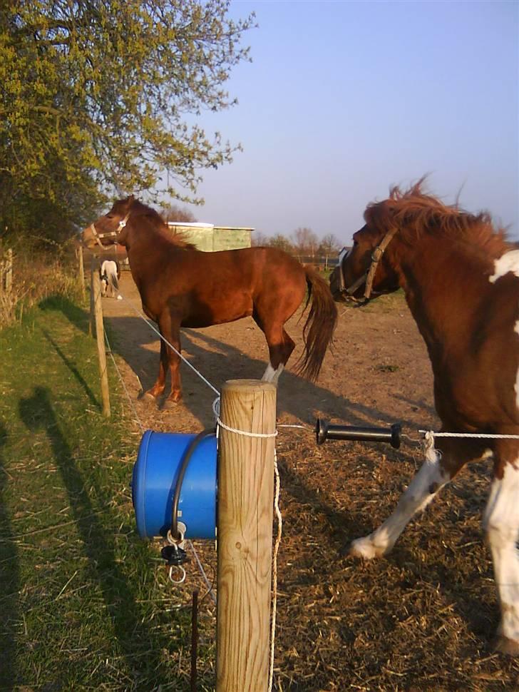 DSP Papaya. billede 13