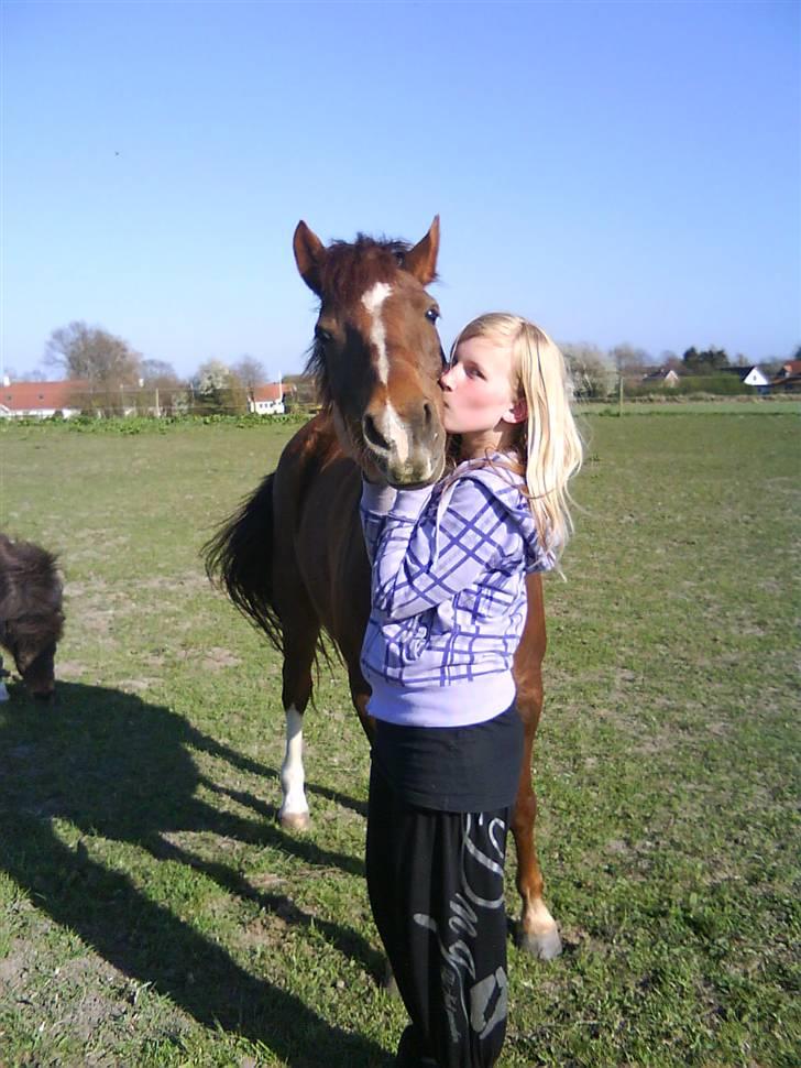 DSP Papaya. billede 14