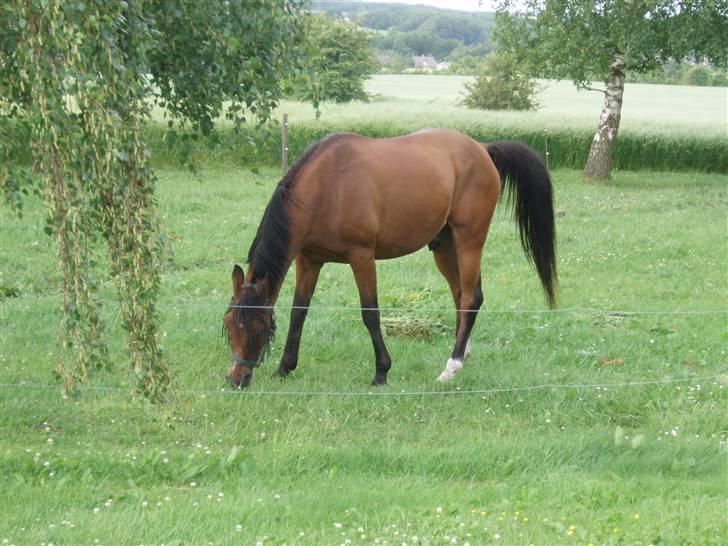 Arabisk fuldblod (OX) Fighter OX 955 - Lidt hygge på folden 2006 (: billede 2