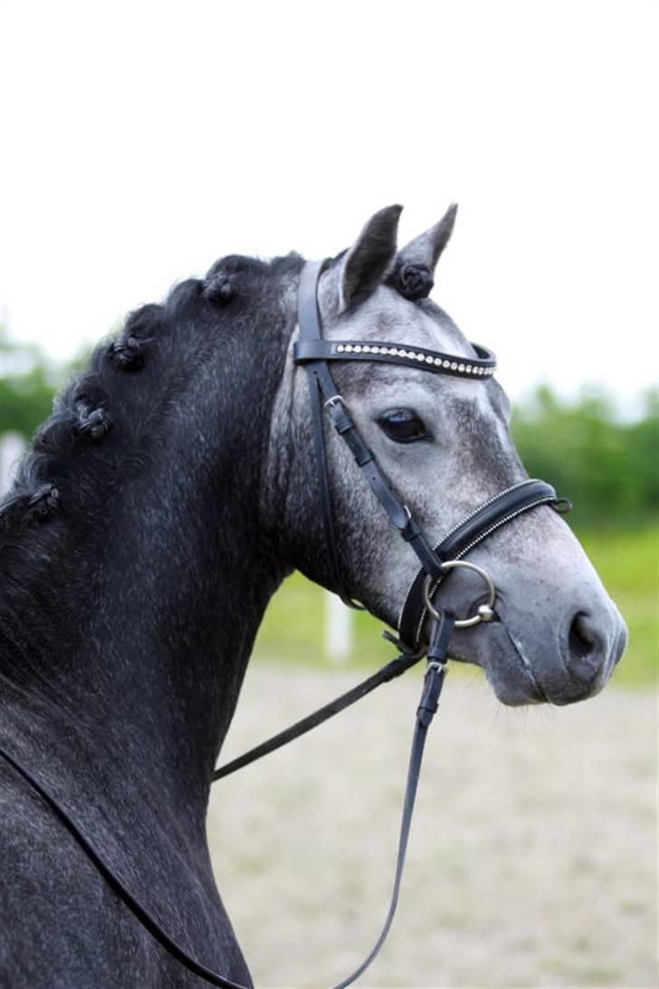 Welsh Pony (sec B) Clausholm Lord Joker - Clausholm Lord Joker i ridning ved Stald Donago (fotos: Leena Kahisaari) billede 1