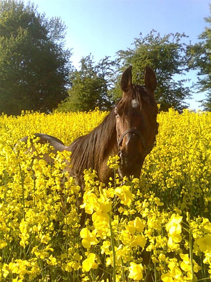 Arabisk fuldblod (OX) Fighter OX 955 billede 5