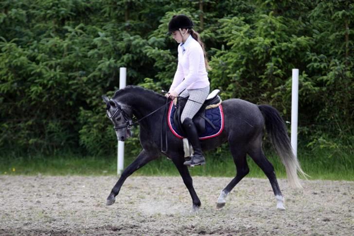 Welsh Pony (sec B) Clausholm Lord Joker - Clausholm Lord Joker i ridning ved Stald Donago (fotos: Leena Kahisaari) billede 2