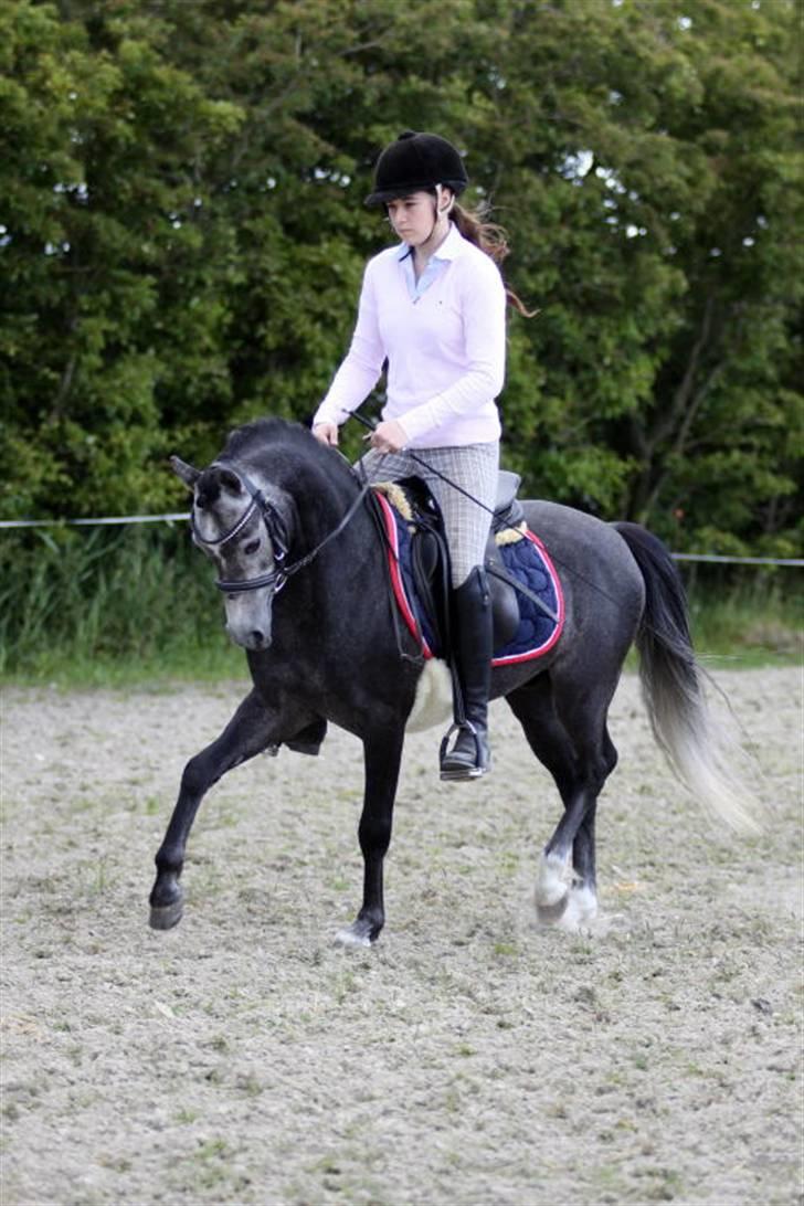 Welsh Pony (sec B) Clausholm Lord Joker - Clausholm Lord Joker i ridning ved Stald Donago (fotos: Leena Kahisaari) billede 3