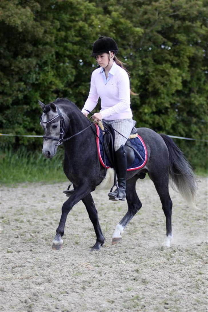 Welsh Pony (sec B) Clausholm Lord Joker - Clausholm Lord Joker i ridning ved Stald Donago (fotos: Leena Kahisaari) billede 4