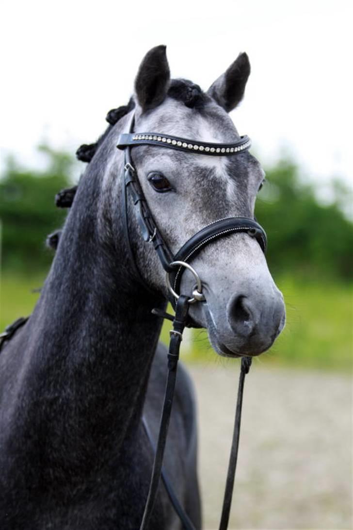 Welsh Pony (sec B) Clausholm Lord Joker - Clausholm Lord Joker i ridning ved Stald Donago (fotos: Leena Kahisaari) billede 6