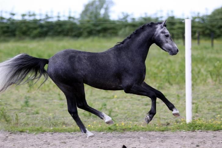 Welsh Pony (sec B) Clausholm Lord Joker - Clausholm Lord Joker i ridning ved Stald Donago (fotos: Leena Kahisaari) billede 7