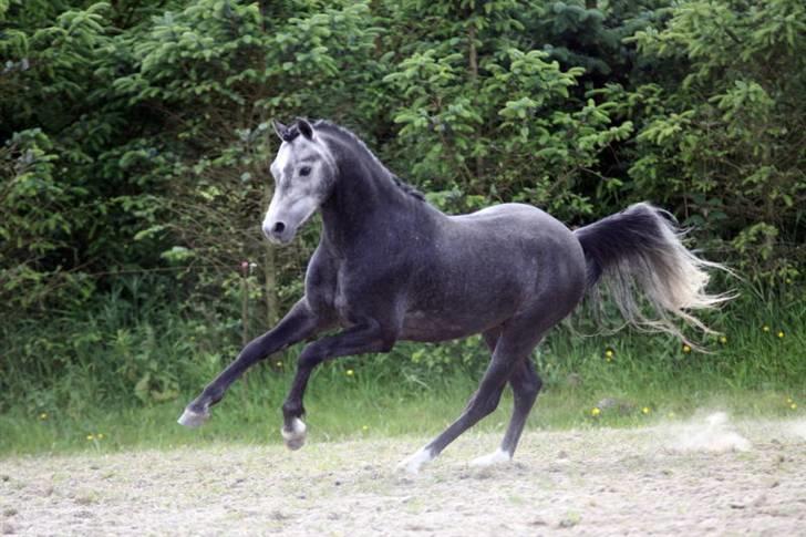 Welsh Pony (sec B) Clausholm Lord Joker - Clausholm Lord Joker i ridning ved Stald Donago (fotos: Leena Kahisaari) billede 8