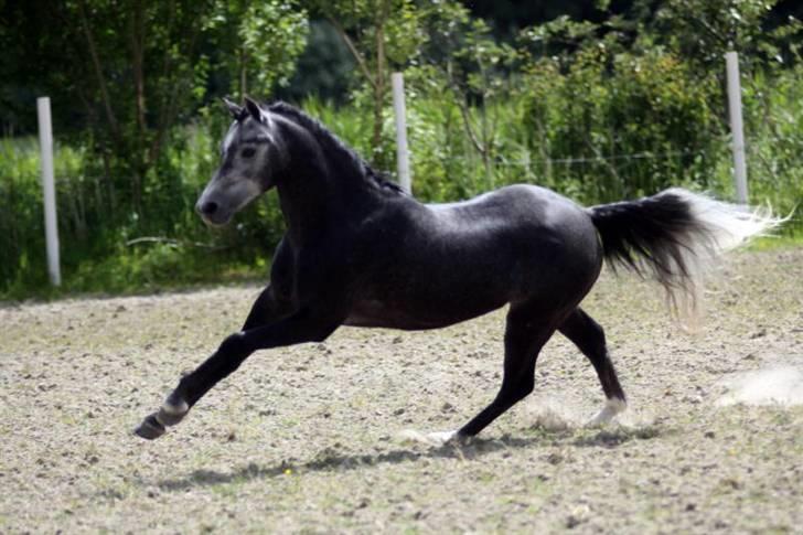 Welsh Pony (sec B) Clausholm Lord Joker - Clausholm Lord Joker i ridning ved Stald Donago (fotos: Leena Kahisaari) billede 9