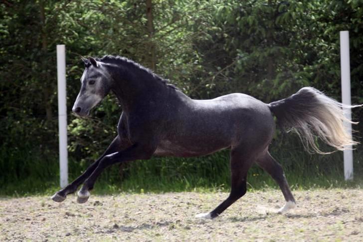 Welsh Pony (sec B) Clausholm Lord Joker - Clausholm Lord Joker i ridning ved Stald Donago (fotos: Leena Kahisaari) billede 10