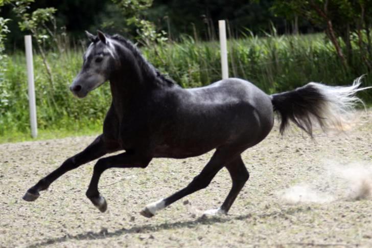 Welsh Pony (sec B) Clausholm Lord Joker - Clausholm Lord Joker i ridning ved Stald Donago (fotos: Leena Kahisaari) billede 11