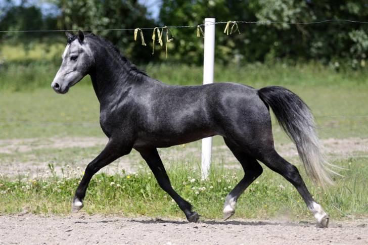 Welsh Pony (sec B) Clausholm Lord Joker - Clausholm Lord Joker i ridning ved Stald Donago (fotos: Leena Kahisaari) billede 12
