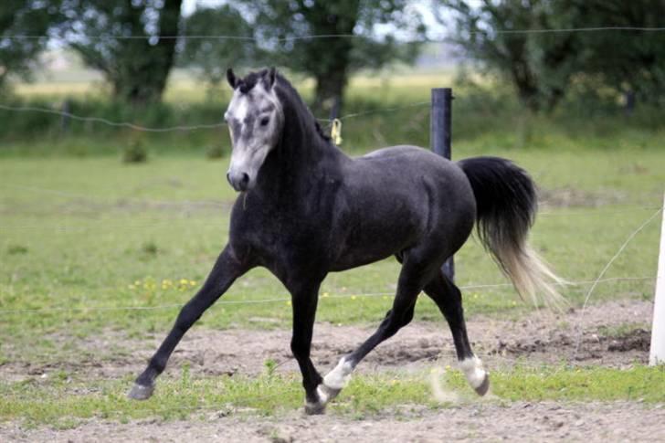 Welsh Pony (sec B) Clausholm Lord Joker - Clausholm Lord Joker i ridning ved Stald Donago (fotos: Leena Kahisaari) billede 13