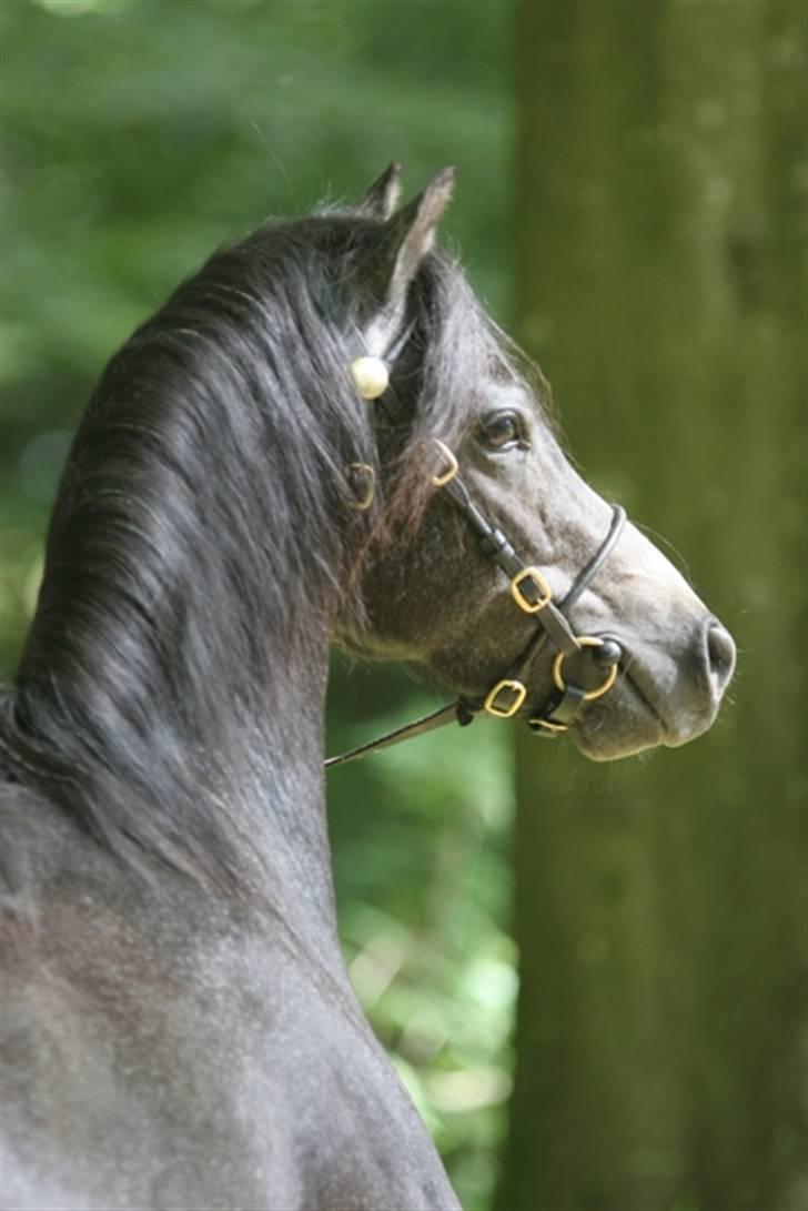 Welsh Pony (sec B) Clausholm Lord Joker - Clausholm Lord Joker 2008 (Fotos: Leena Kahisaari) billede 14