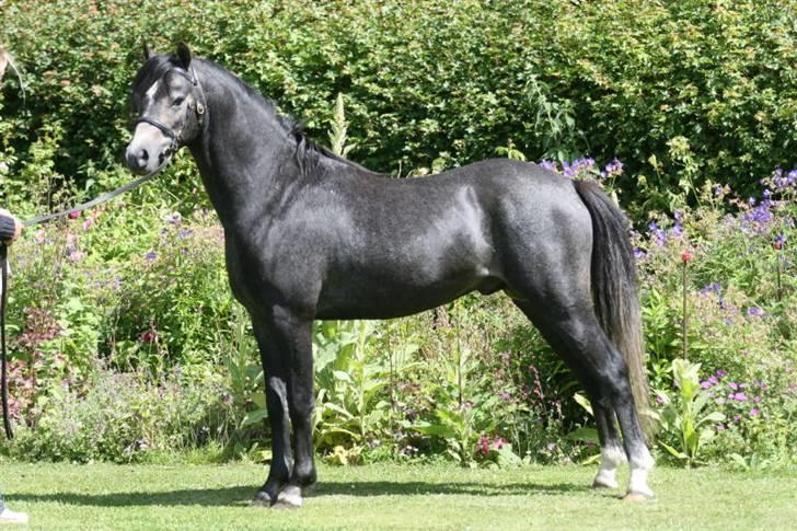 Welsh Pony (sec B) Clausholm Lord Joker - Clausholm Lord Joker 2008 (Fotos: Leena Kahisaari) billede 15