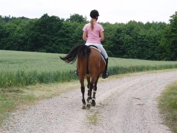 Arabisk fuldblod (OX) Fighter OX 955 - Når enden er god er alting godt ;p hehe billede 10