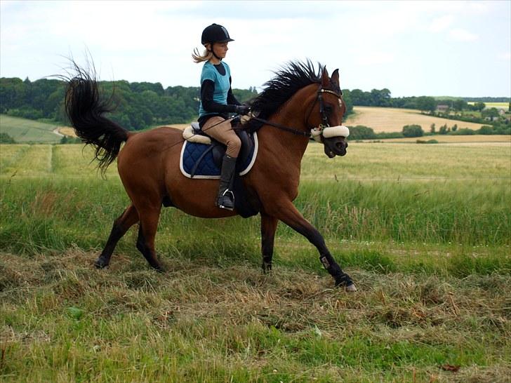 Arabisk fuldblod (OX) Fighter OX 955 - Signe & Fighter 07.07.2010 billede 11